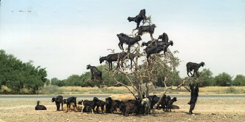 germany-goats-in-a-tree